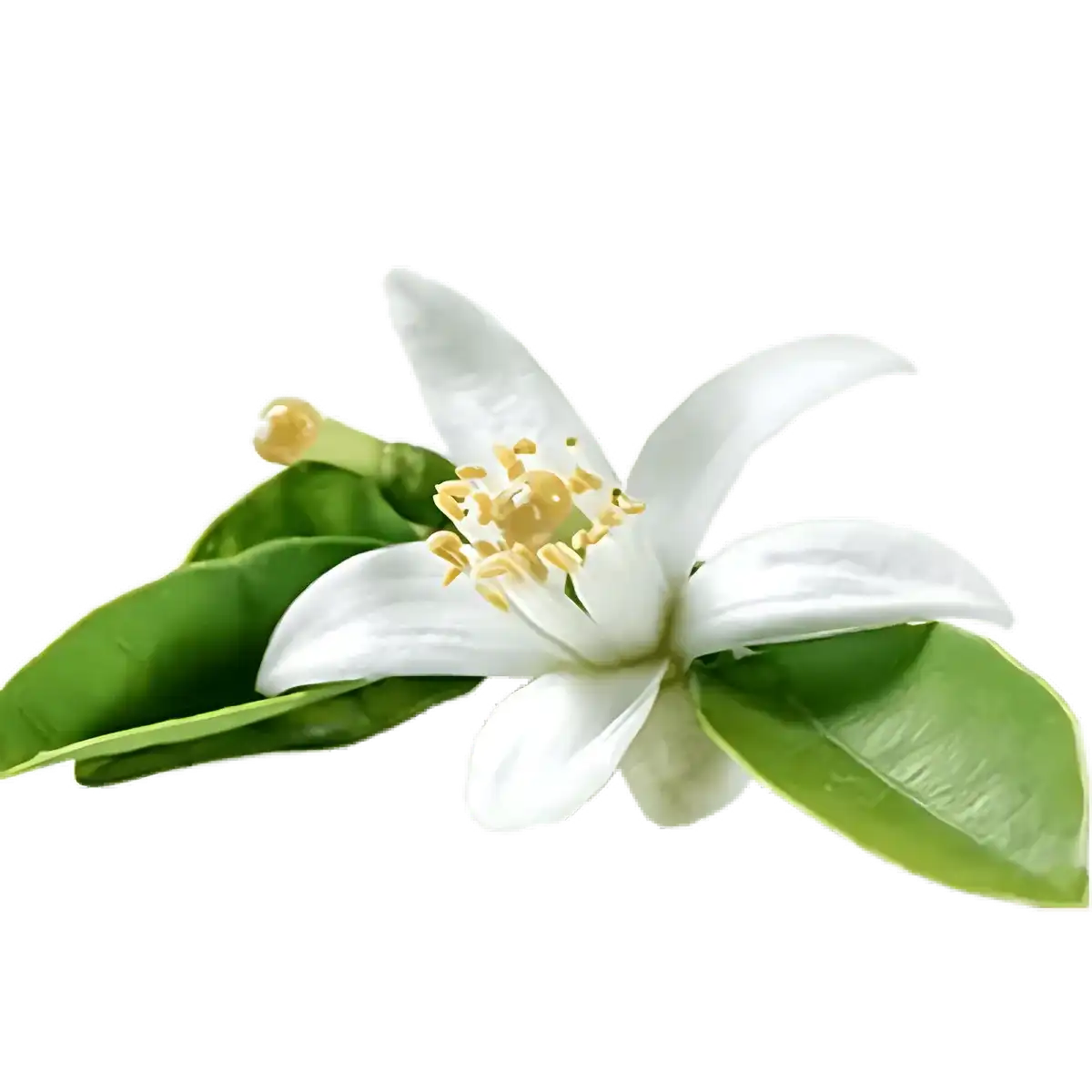 Fleur d'oranger fraîche avec feuilles vertes, illustrant l'ingrédient naturel de l'arôme fleur d'oranger SAMIA pour recettes sucrées.